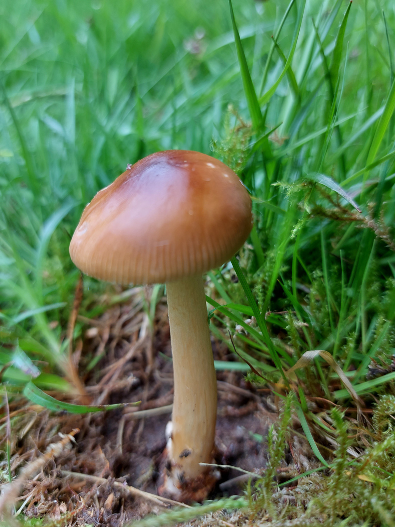 Photo by Sarah Ebdon Amanita fulva by Sarah Ebdon